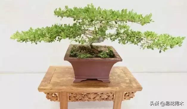 瓜子黄杨珍珠黄杨雀舌黄杨哪种好,黄杨雀舌和黑珍珠区别