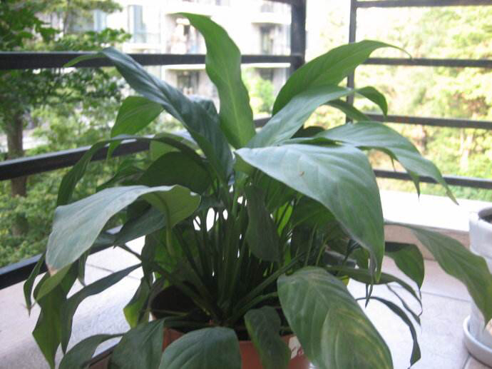 白掌叶面油绿,水培白掌叶子发黄不油绿