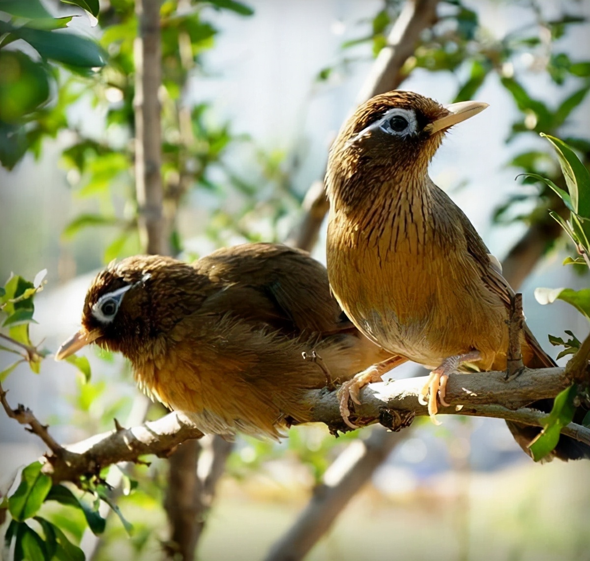 画眉鸟换毛时的注意事项,画眉鸟换毛期怎么养