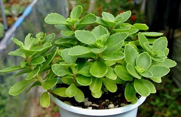 一年四季都开红花的多肉草,一年四季都红的多肉