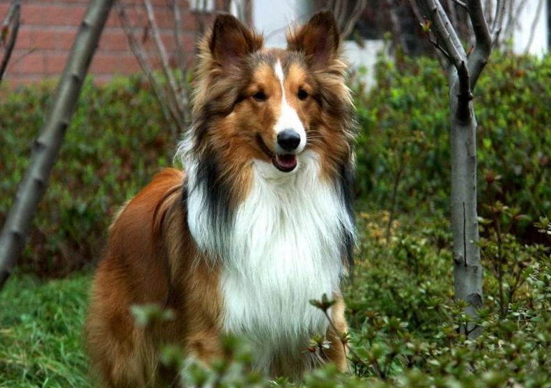 喜乐蒂犬寿命有多少年,喜乐蒂幼犬多大变形