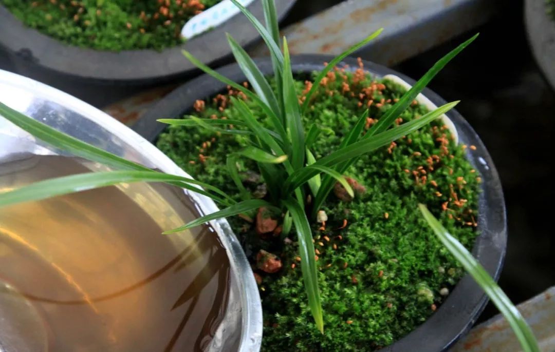 兰花的种植方法如何使其多开花,兰花开花季节可以种兰花吗