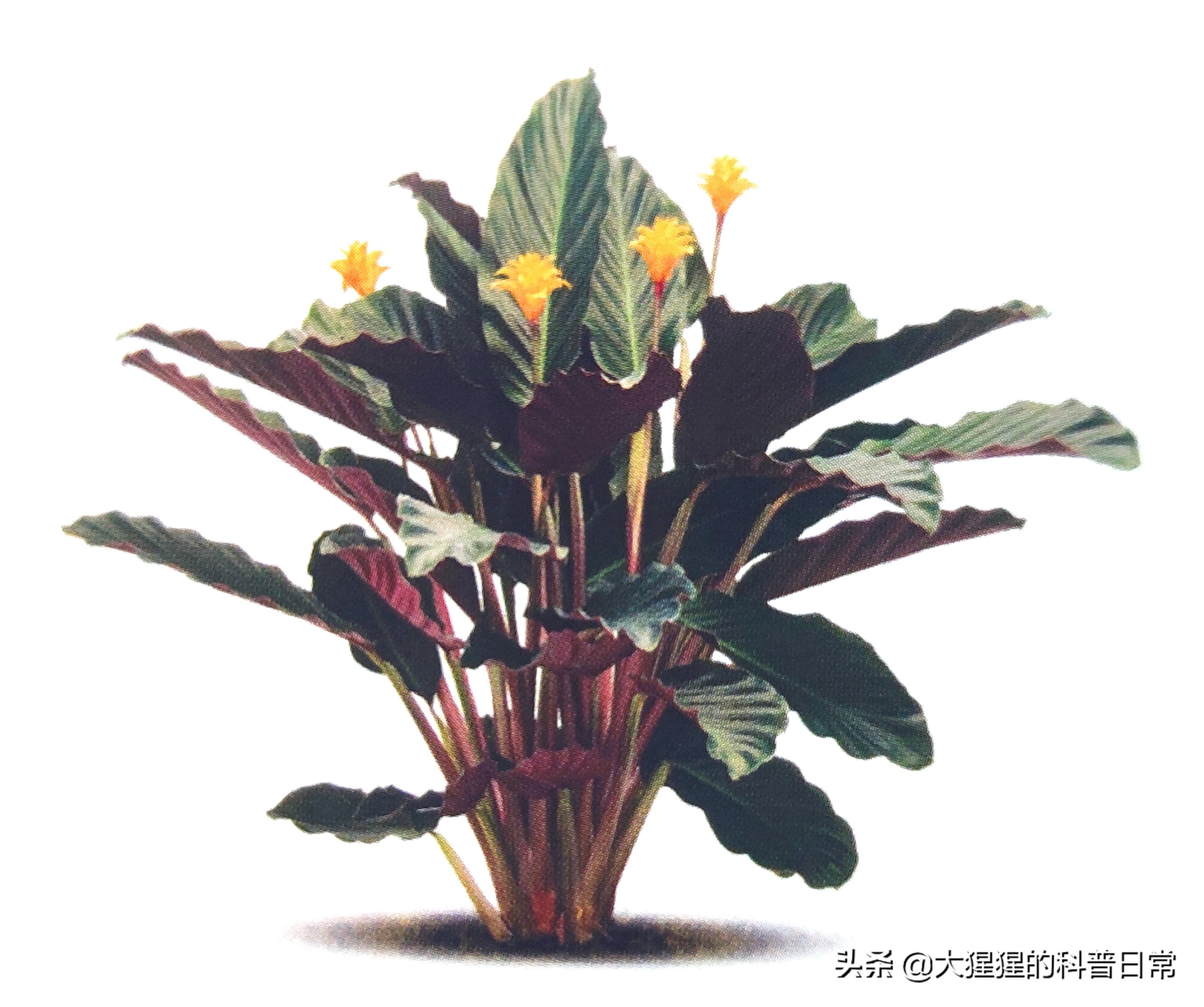 单子叶植物双子叶植物的简图,单子叶植物叶脉是什么