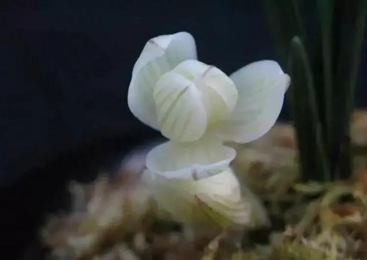 兰展要价800万的兰花,今年兰展最高价的有哪些兰花