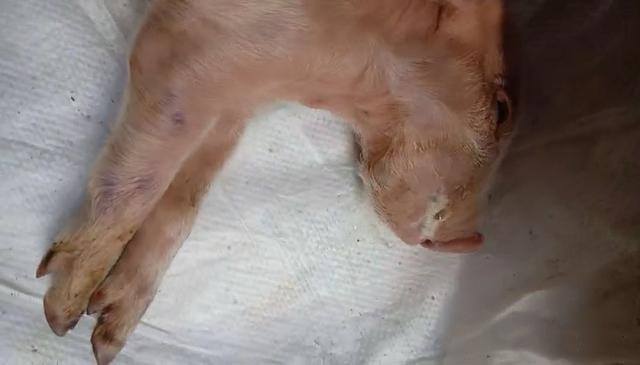 猪转圈是什么症状,猪得狂犬病的征兆