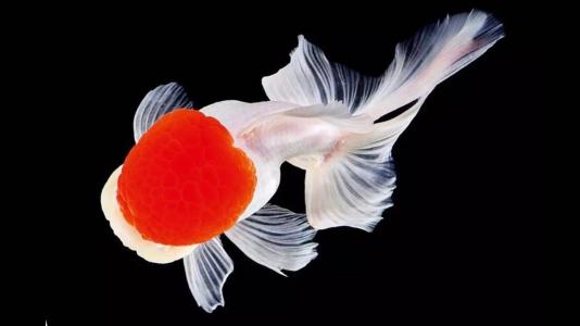 鹤顶红金鱼是鸿运当头吗,鹤顶红金鱼的饲养要点及生活环境