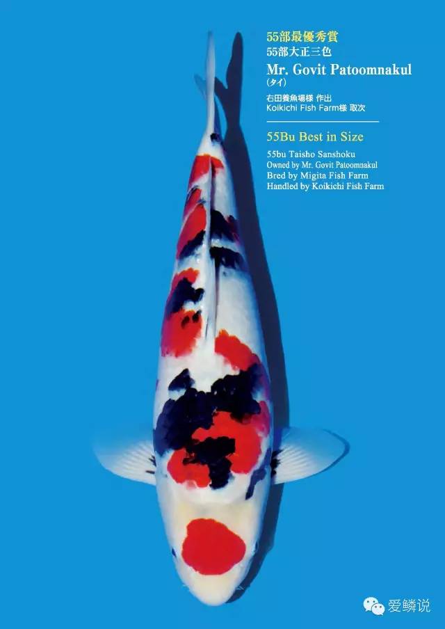 锦鲤易感染小爪虫,冬季锦鲤容易生哪几种疾病