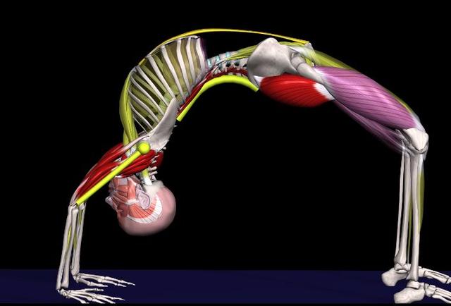 瑜伽轮式的练习方法,瑜伽轮式站不起来了