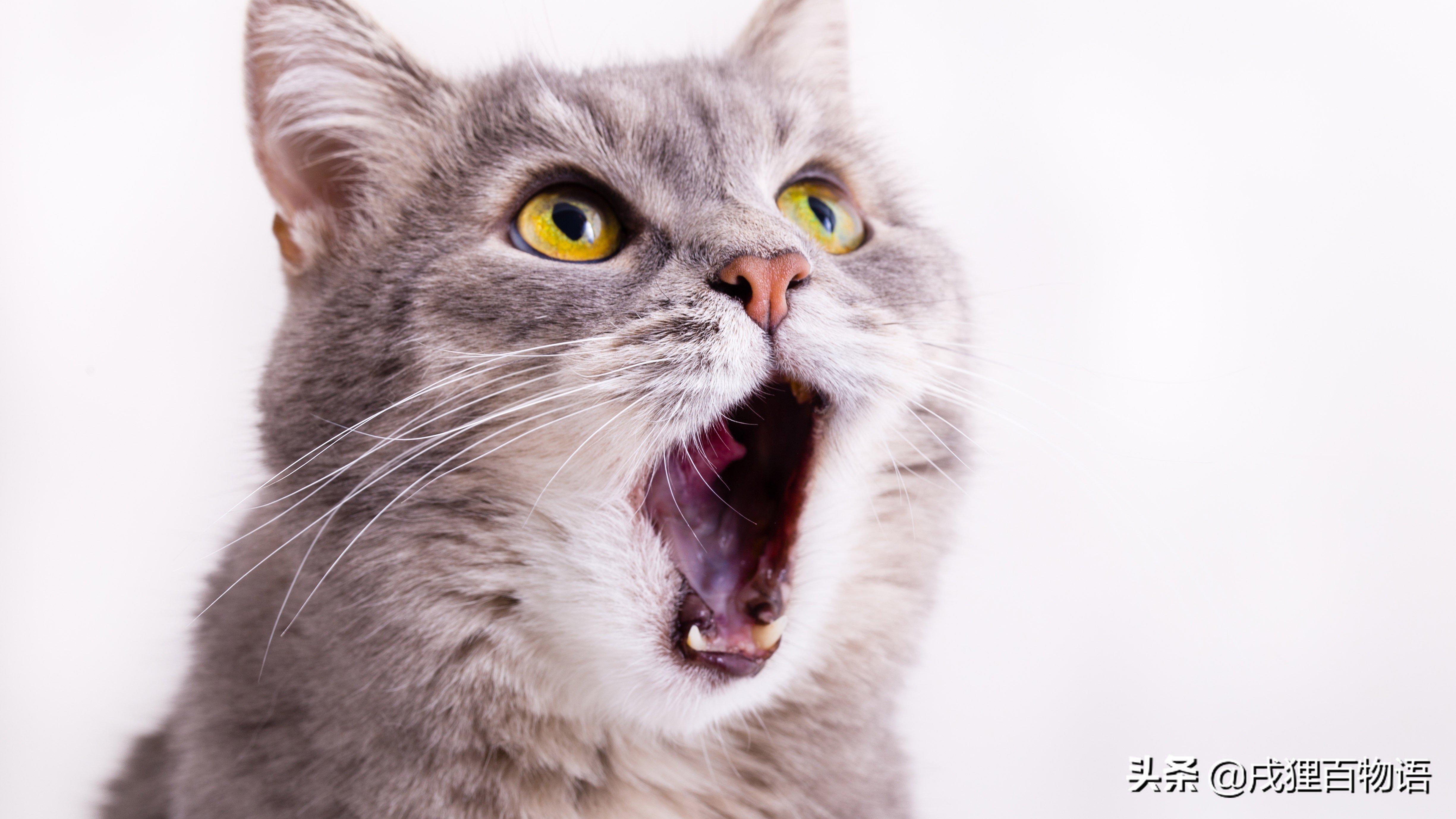 猫咪抓家具,猫咪老是乱抠乱抓怎么办