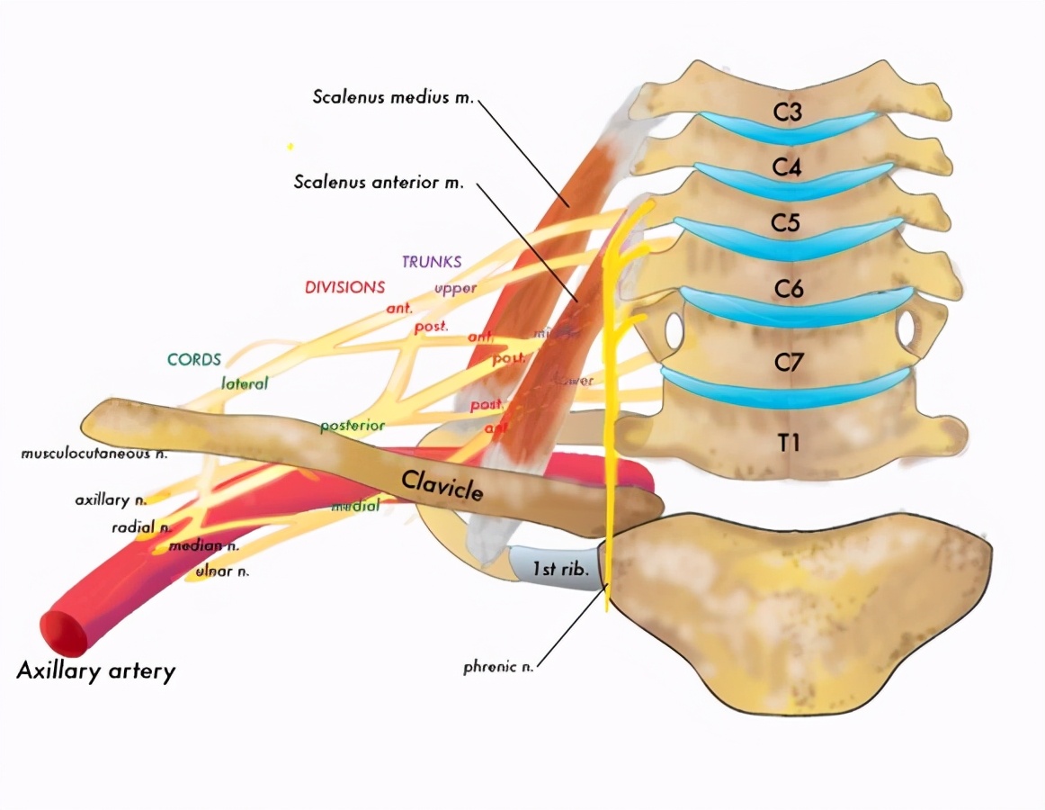脖子僵硬手麻看病挂哪个科,颈部神经压迫手部麻木缓解动作