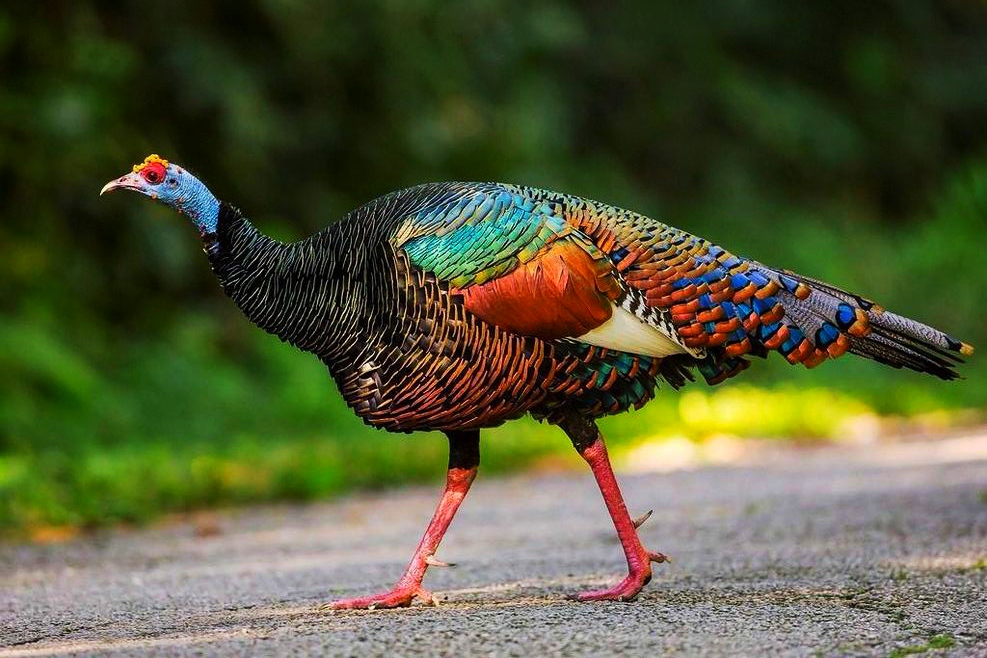 30个关于动物的冷知识,关于动物的冷知识50字