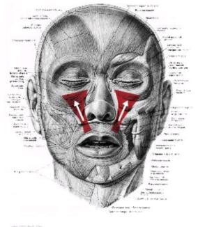 facs的全称是什么,facs面部编码系统