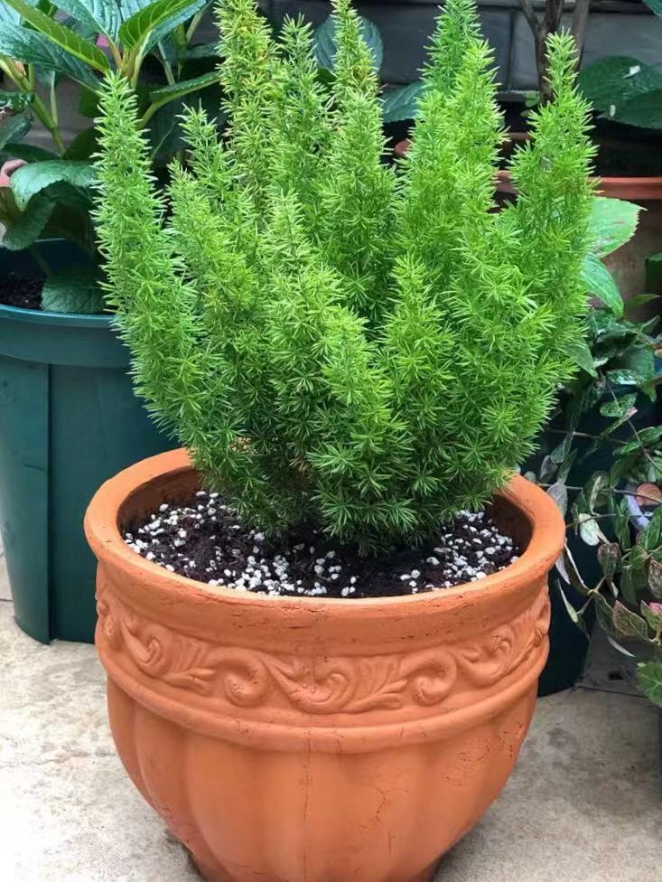 刷屏级花草，我也就拿着手机看了一下午而已！