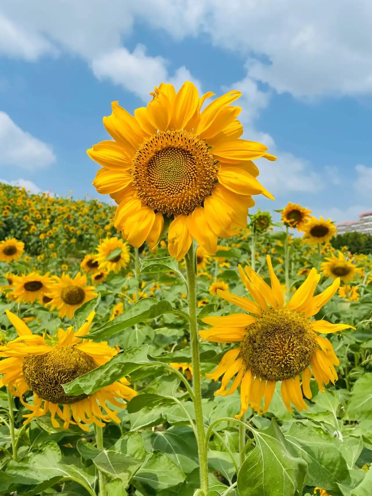 你想一边读书，一边写作挣点零花钱吗？梨花写作书院可以让你实现