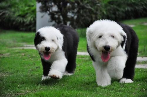 狗狗的几个特征表示离不开你,狗狗视若珍宝