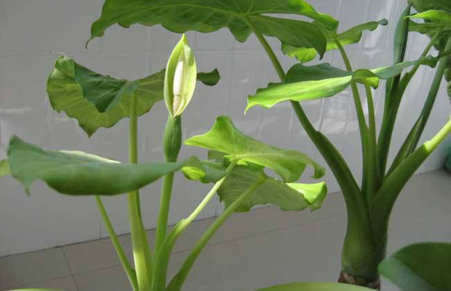 滴水莲放什么肥料,滴水莲施什么肥