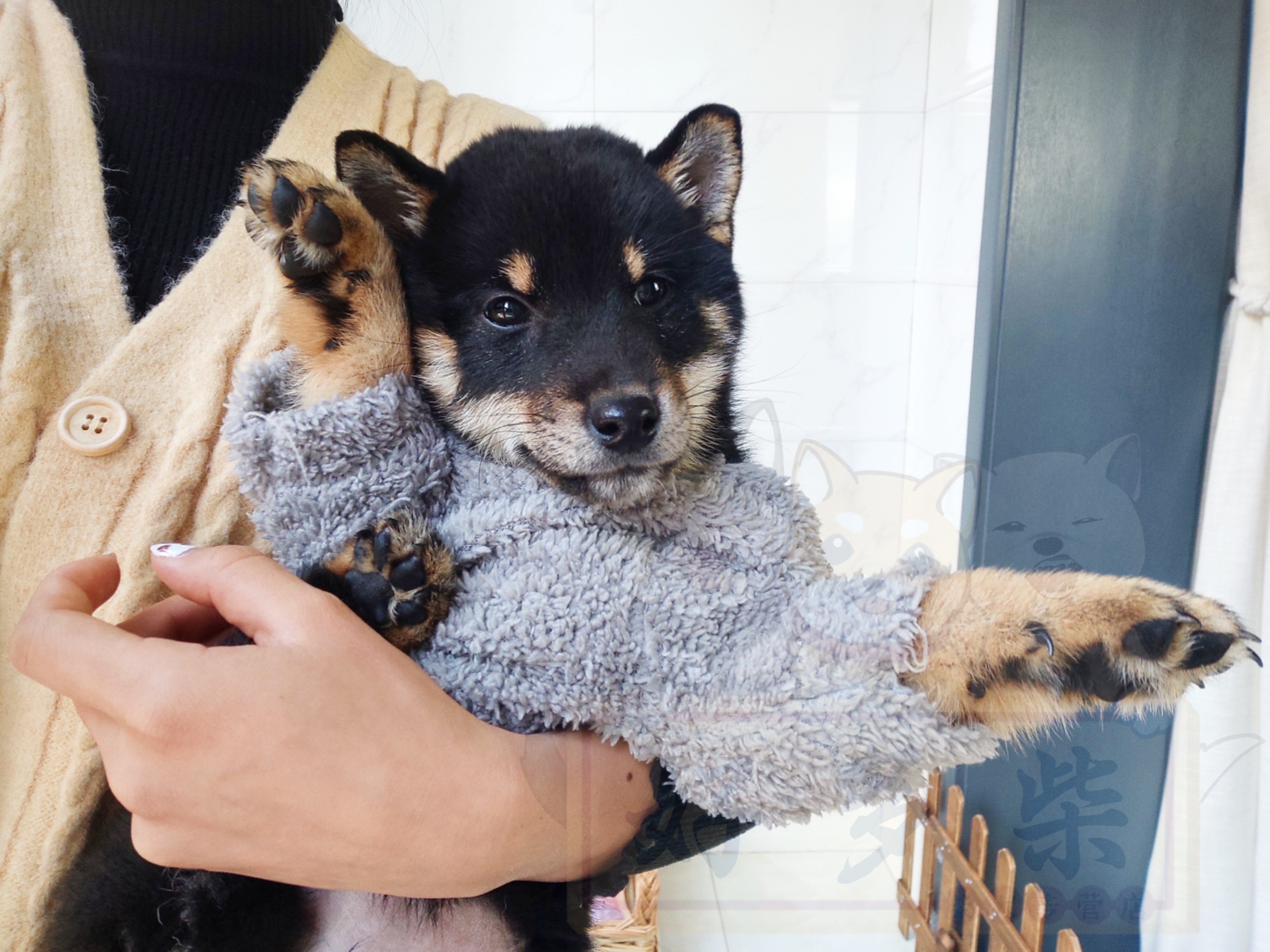 如何判断柴犬犬舍正规,犬舍柴犬靠谱吗