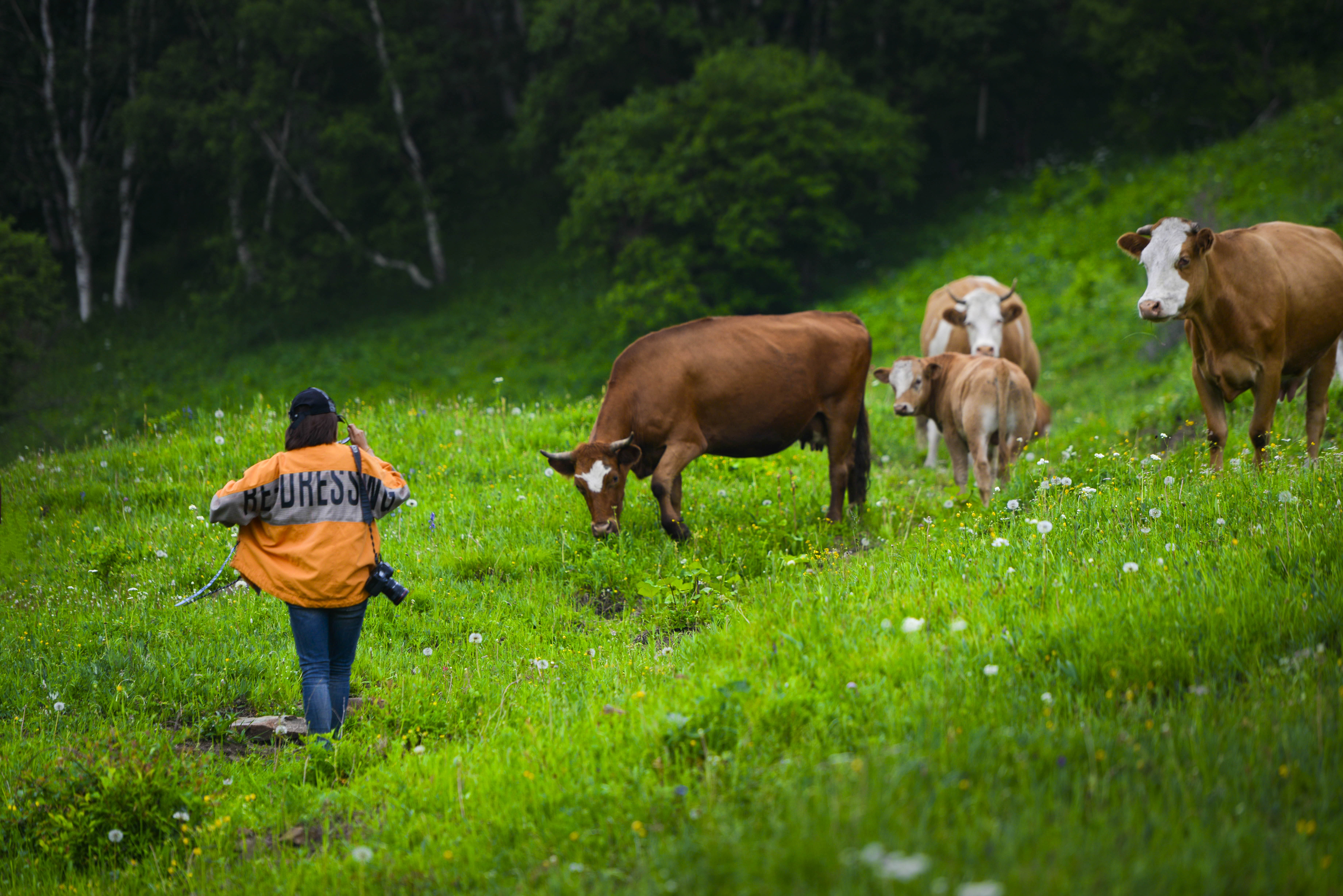 坝上草原照片高清图片,坝上草原风景图100张