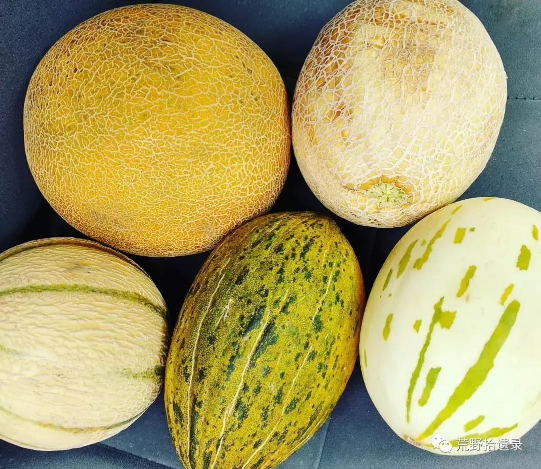 四川适合种植哈密瓜甜瓜品种,甜瓜种植技术新疆哈密瓜
