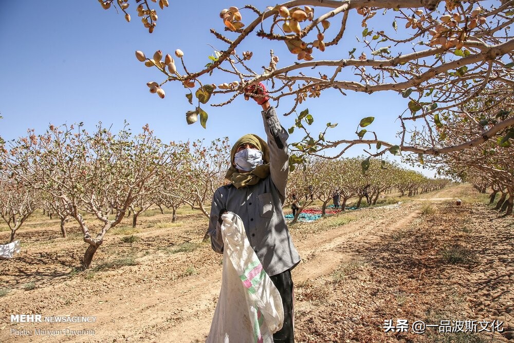 伊朗开心果脆,伊朗特产水果干果