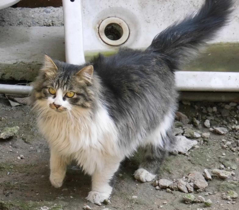 猫有什么品种比较好呢,猫一般都有什么品种