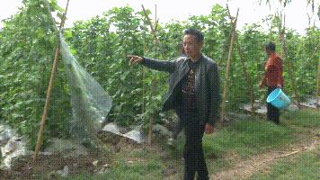 露天种菜技术大全,如何露天种菜赚钱