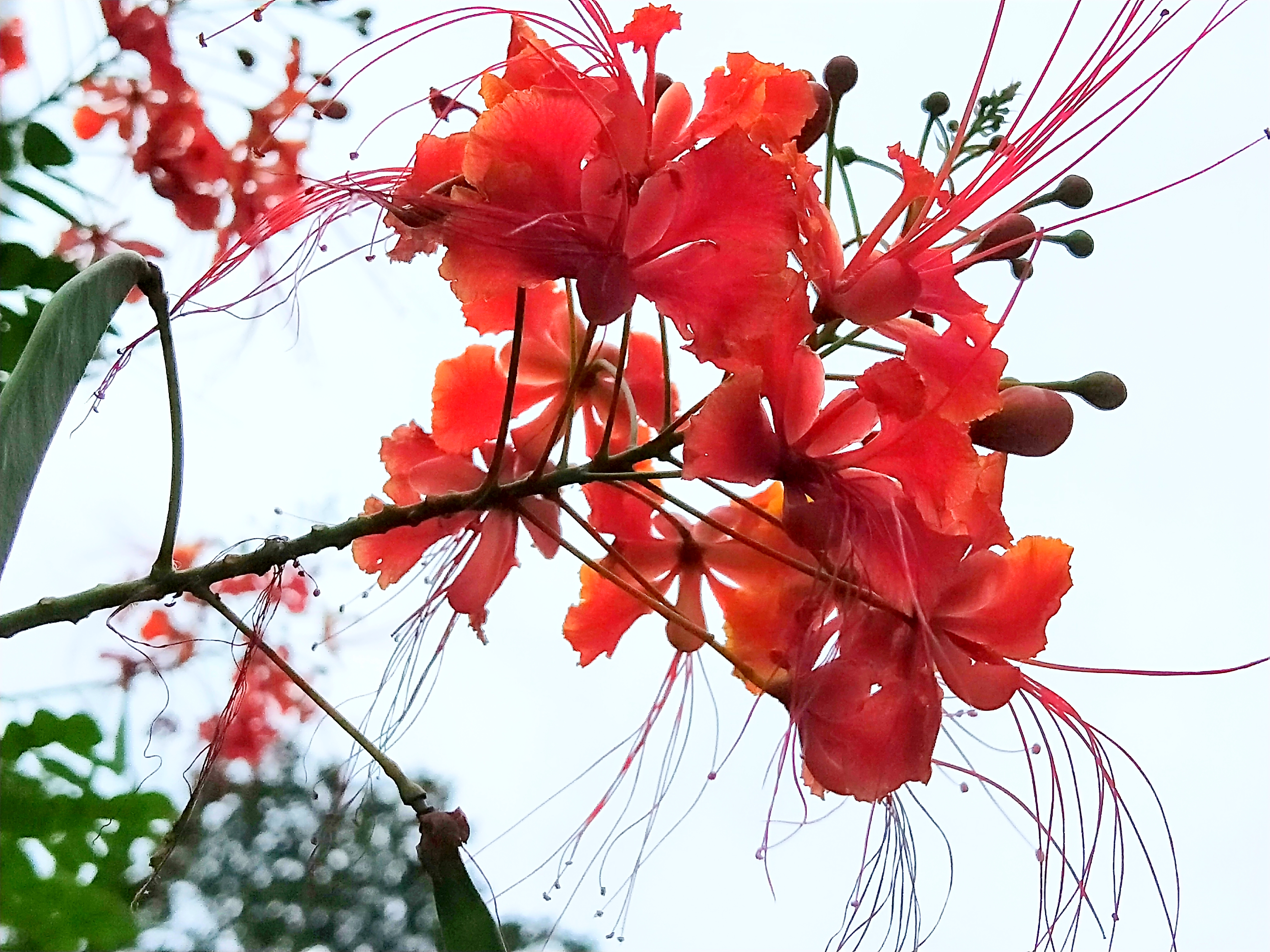 满树红红的花,满树盛开的石榴花