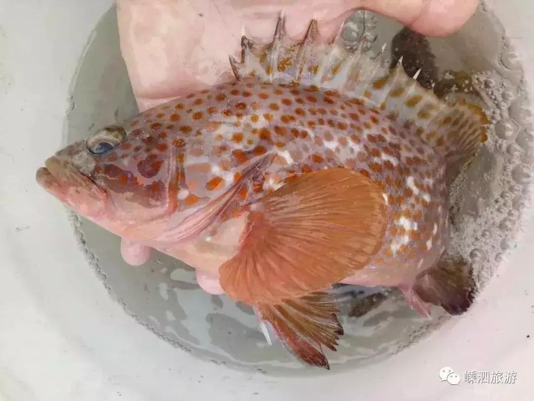 海捕常见海鱼,东海海鱼图片和名称大全