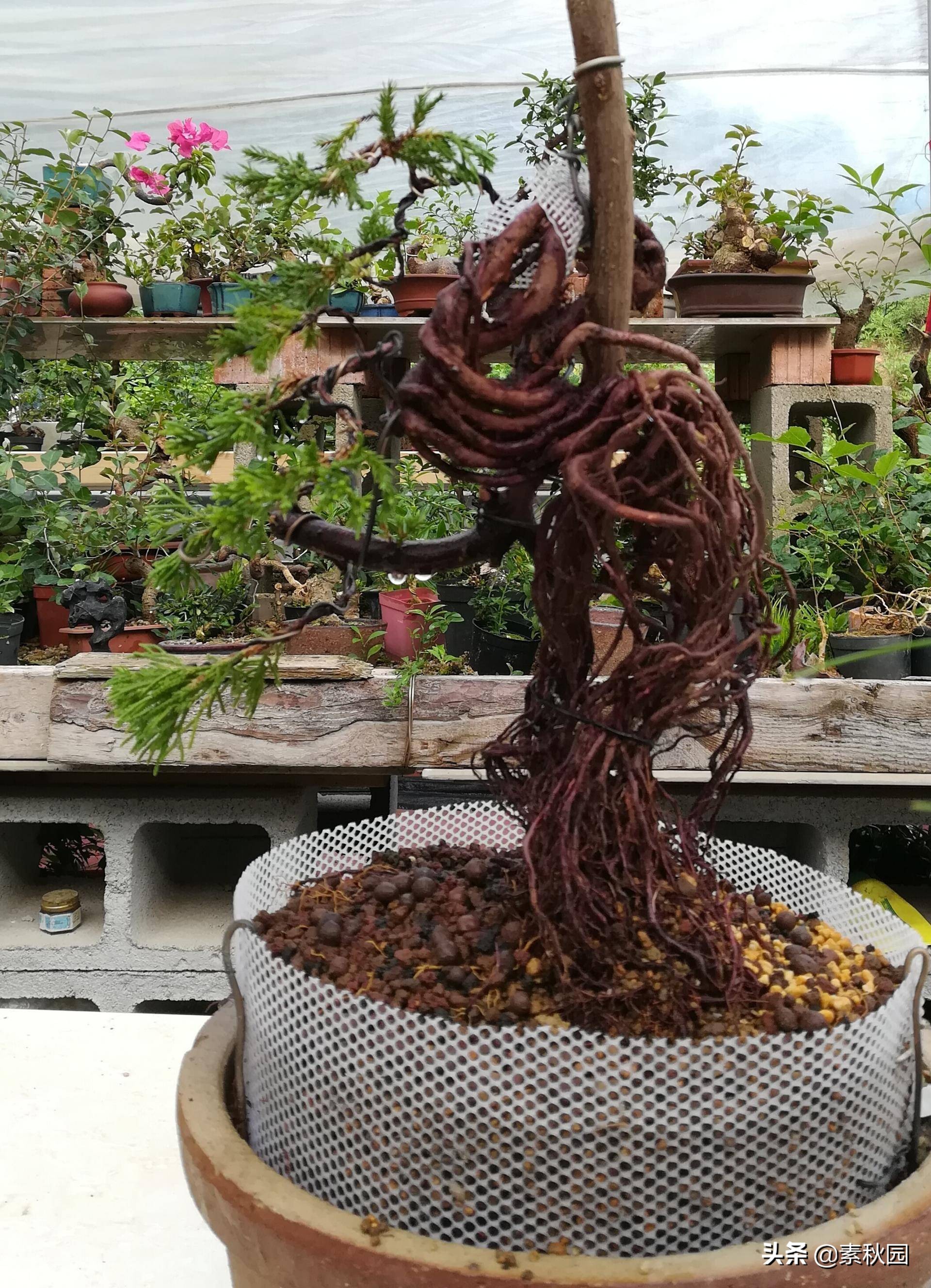 怎样从一棵小苗培养成提根盆景—台湾真柏