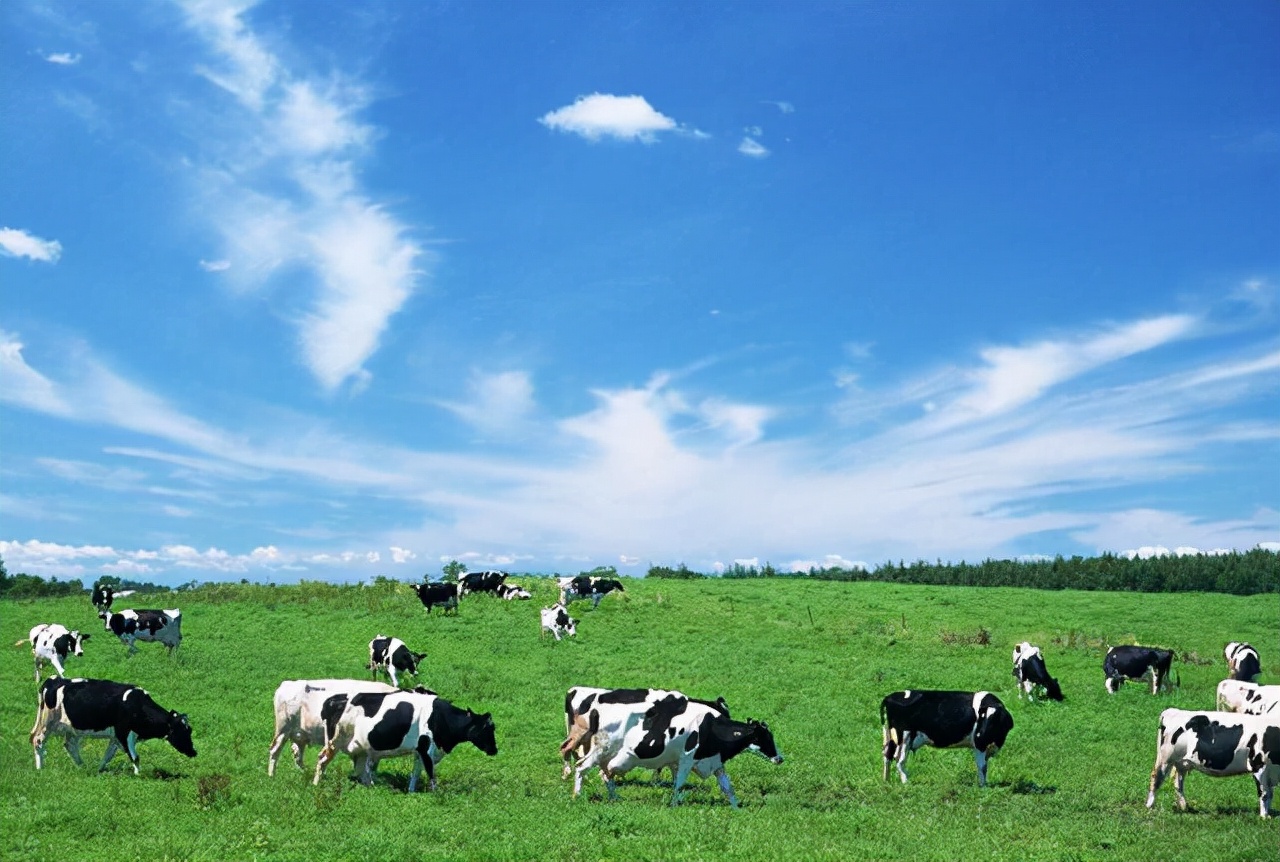 什么是有机奶粉,什么是有机奶跟普通奶的区别