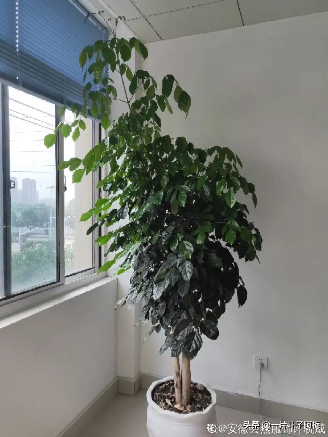 5个植物最招财,能开花又好养的植物又有寓意