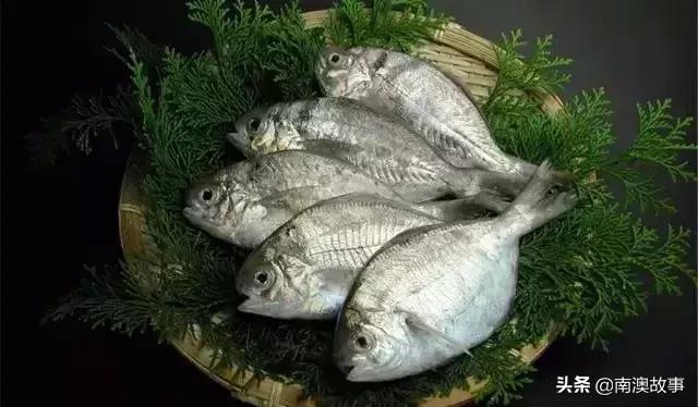 南澳渔民出海最常见的50种海鱼，都吃过，你就能退休了！