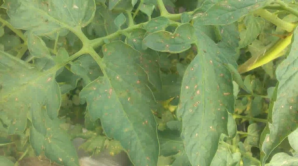 番茄灰叶斑病用哪种杀菌剂,番茄白粉病和灰叶斑病用什么药