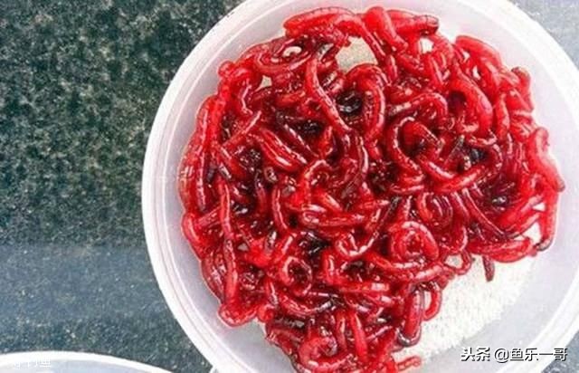 钓鱼饵料红虫怎么选用的,钓鱼饵料红虫怎么选用最好
