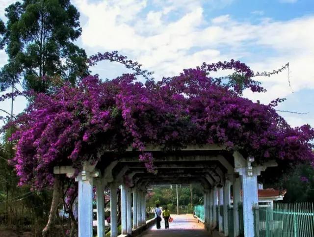 自己养的花不开花怎么回事,为什么我养的花不开花