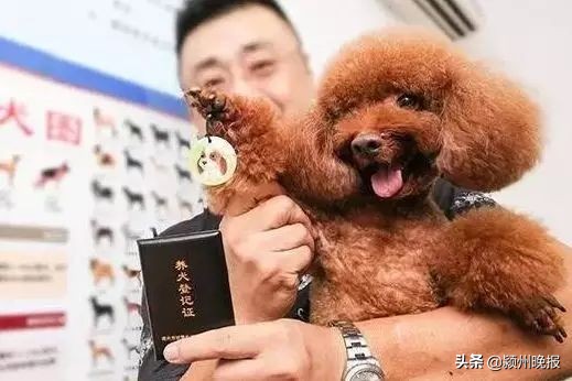阜阳禁养烈性犬品种名录,阜阳禁止养犬的地方