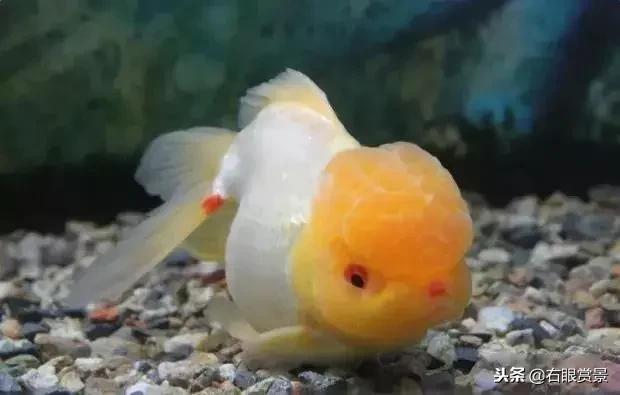 预防鱼类肠炎的最好办法,鱼类肠炎是什么原因