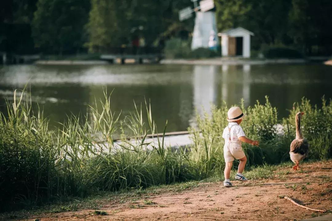 北京菊花花海,北京赏花好去处国际花港