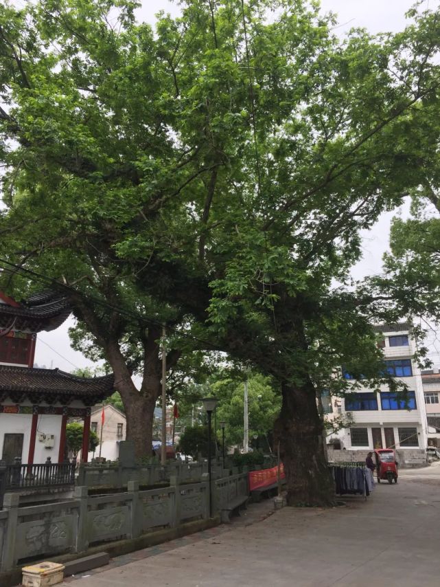 温州乐清900多岁的“树王”,长这样