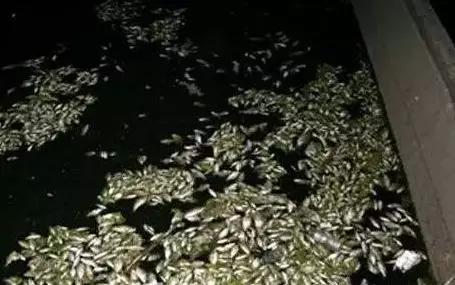 贴吧的奇葩问题,贴吧遇到的奇葩故事