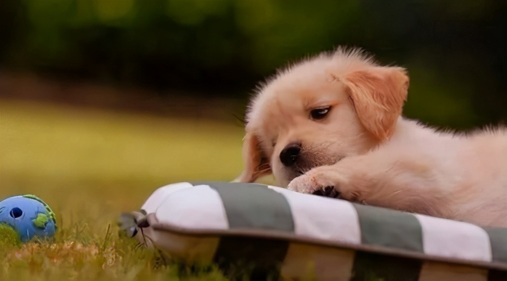 狗狗呕吐的常见原因和应对,狗狗呕吐一般是什么原因导致的呢