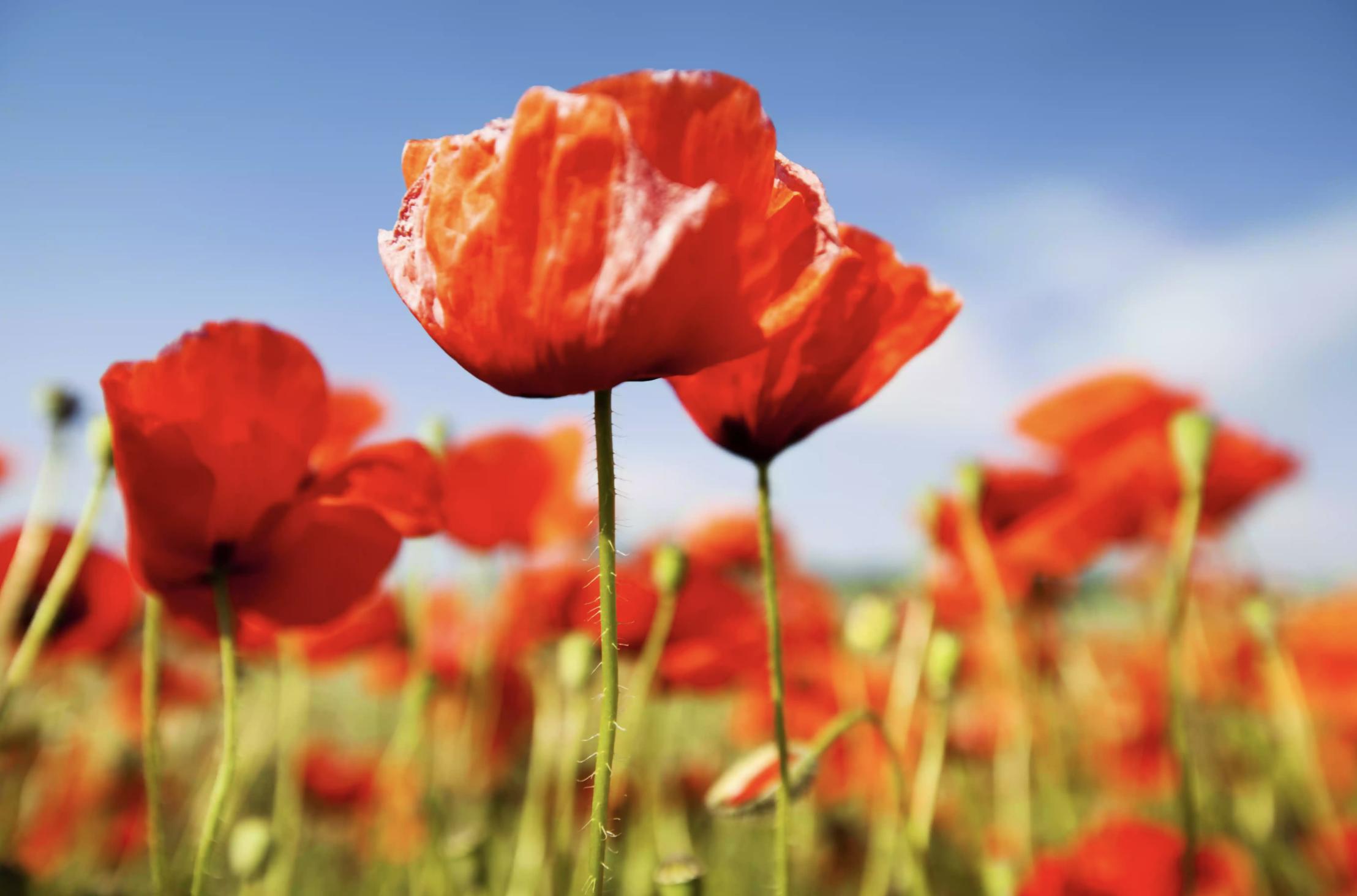 充满活力阳光的花,20种需要阳光的花