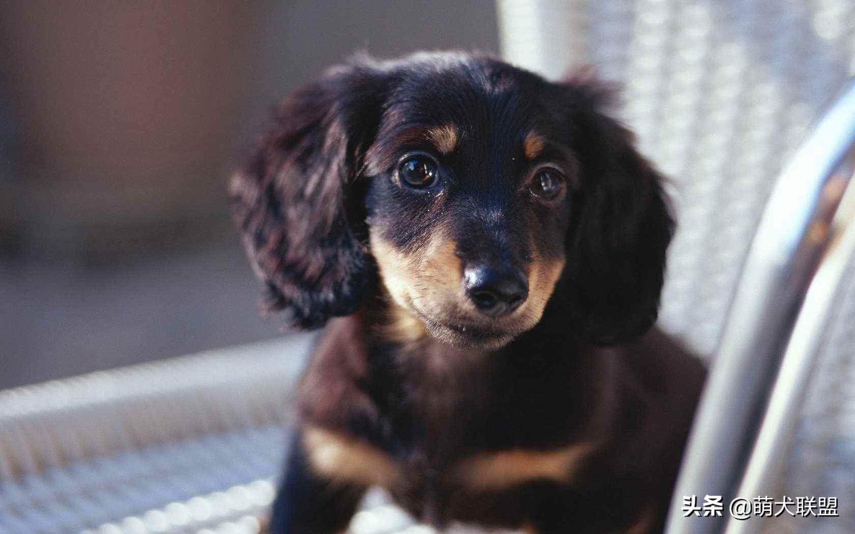 狗界最凶猛的犬,十大聪明名犬腊肠犬