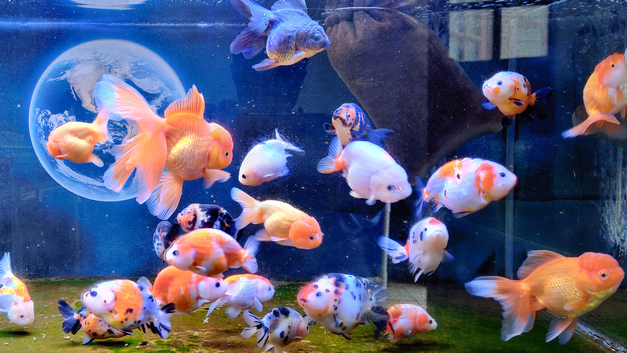 免换水小鱼缸真实测评,免清洗鱼缸靠谱么