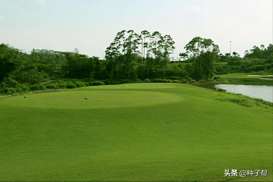 暖季型草坪有哪些,哪种暖季型草坪最适合在北方种植