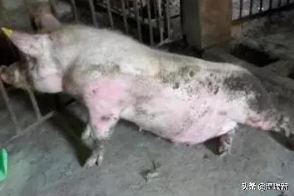 母猪产后10天突然不爱吃食了,母猪产后7天呕吐不食怎么回事