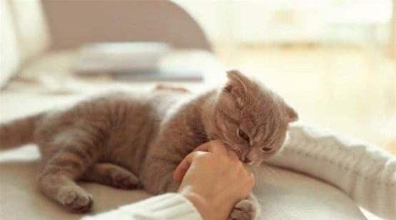 猫咪的十大坏习惯,猫咪十大常见病和预防方法