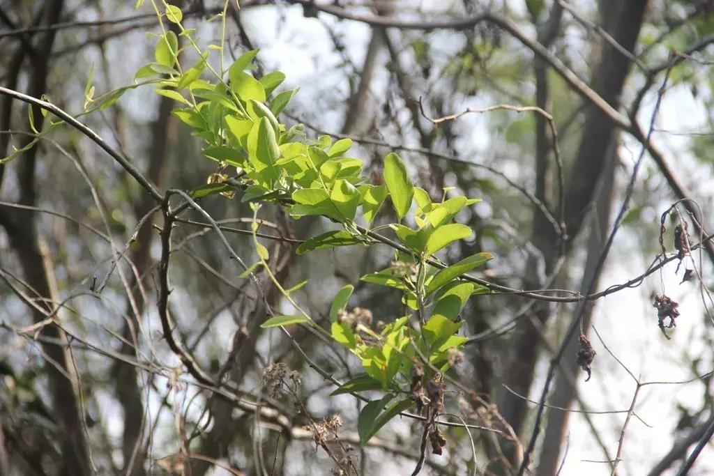 沉香树长什么样子的图片,沉香树有哪些种类和图片