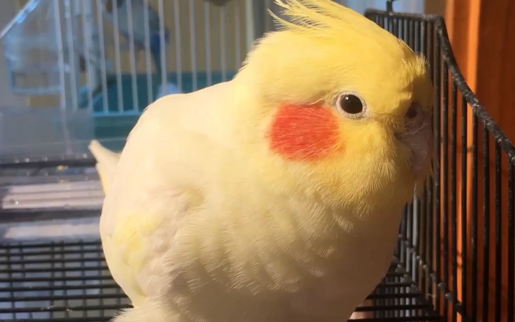 饲养玄凤鹦鹉需要注意什么,玄凤鹦鹉怎么照顾