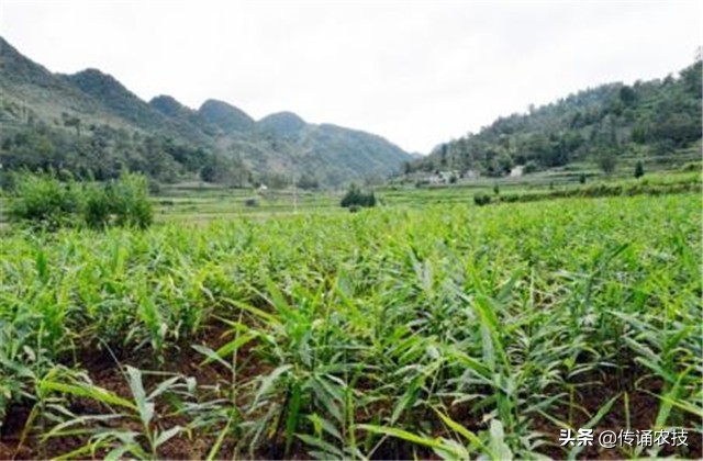 脱毒生姜培育与栽培高产技术,想要生姜种植高产这些技术少不了